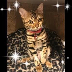 Meet your Posher, Lynette